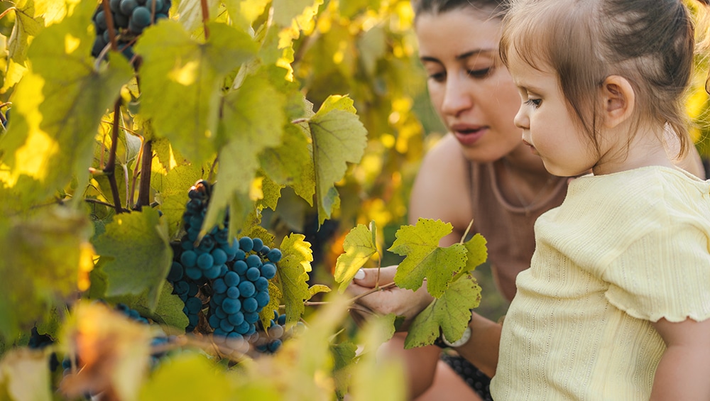 Featured image for “Exploring Kelowna’s Best Family-Friendly Wine Tours”